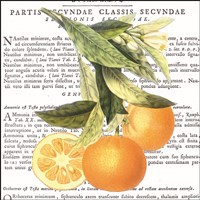 Citrus Edition II Fine Art Print