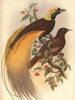 Golden Bird of Paradise Fine Art Print