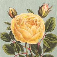 Yellow Rose by Sarah Elizabeth Chilton - various sizes