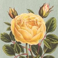 Yellow Rose Fine Art Print