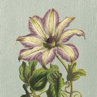 Purple Clematis Fine Art Print