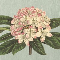 Rhododendron Framed Print