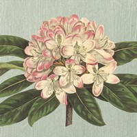 Rhododendron Fine Art Print
