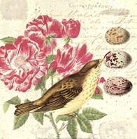 Bird Study 3 Fine Art Print