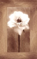 Antique Rose by Christine Zalewski - 10" x 16"