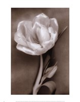 Tulip by Christine Zalewski - 11" x 14"