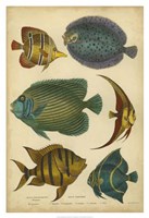 Non-Emb. Goldsmith's Spinous Fishes Fine Art Print