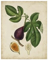 Non-Embellished Antique Fig Tree Fine Art Print