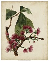 Non-Embellished Antique Fringe Tree Fine Art Print