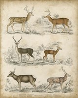 Non-Embellished Species of Deer Fine Art Print