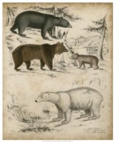 Non-Embellished Species of Bear Fine Art Print