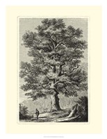 B&W Terry's Trees II Fine Art Print