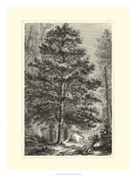 B&W Terry's Trees III Fine Art Print