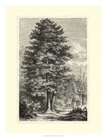 B&W Terry's Trees IV Fine Art Print