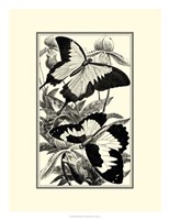 B&W Butterfly III Fine Art Print
