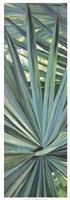 Fan Palm I Framed Print