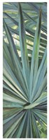 Fan Palm I Fine Art Print