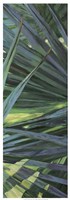 Fan Palm II Fine Art Print