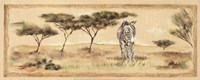 Safari Zebra Framed Print