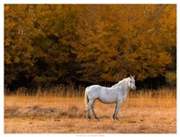 White Horse Fine Art Print