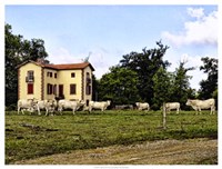 Cow Palace Fine Art Print