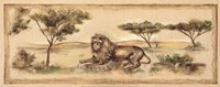 Safari Lion Framed Print