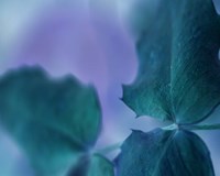 Intricacies II Fine Art Print