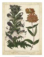 Non-Embellish Enchanted Garden IV Fine Art Print