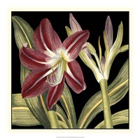 Dramatic Blossoms II Fine Art Print