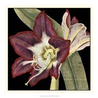 Dramatic Blossoms III Fine Art Print