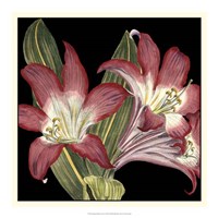 Dramatic Blossoms IV Fine Art Print