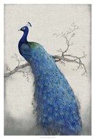 Peacock Blue II Fine Art Print