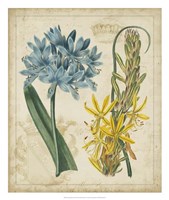 Botanical Repertoire II Fine Art Print