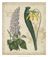 Botanical Repertoire IV Fine Art Print