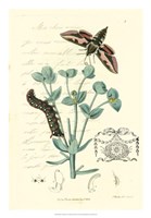 Naturalist's Montage I Fine Art Print