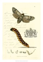 Naturalist's Montage II Fine Art Print