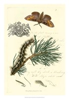 Naturalist's Montage III Fine Art Print