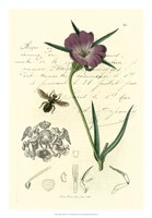 Naturalist's Montage IV Fine Art Print