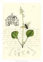 Naturalist's Montage V Fine Art Print