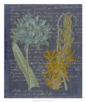 Midnight Sonnet II Fine Art Print