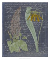 Midnight Sonnet IV Fine Art Print