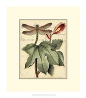 Petite Dragonflies II Fine Art Print