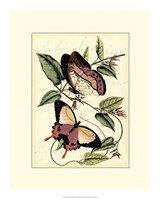 Petite Butterflies I Fine Art Print