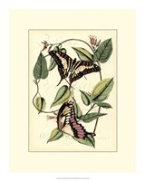 Petite Butterflies II Fine Art Print