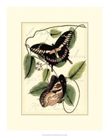 Petite Butterflies III Fine Art Print