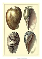 Classic Shells I by Denis Diderot - 15" x 22"