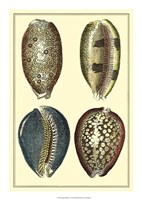 Classic Shells IV Fine Art Print