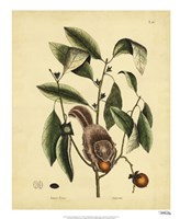 Flying Squirrel, P. T76 Fine Art Print