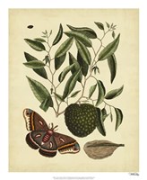 Moth, Pl. T86 Fine Art Print