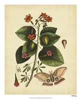 Moth, Pl. T91 Fine Art Print